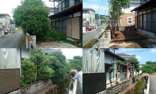 熊本剪定